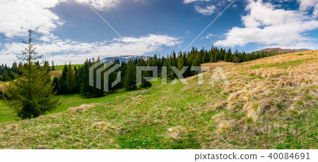 panorama of spruce forest on a mountain hill side 40084691