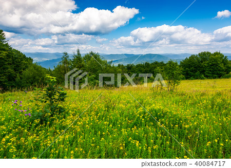 meadow with wild herbs on top of a hill in summer 40084717
