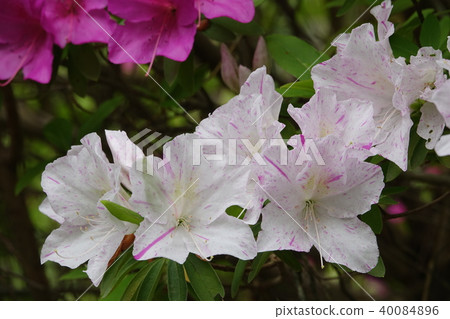 Azalea (Azalea) Azalea (Azalea) 40084896
