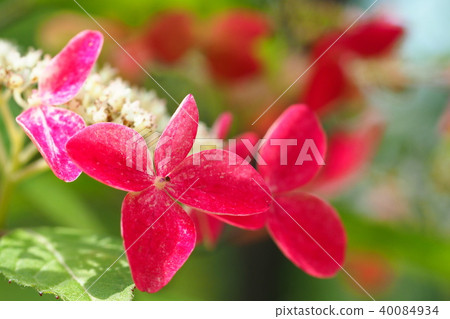 繡球花（Klenai） 40084934