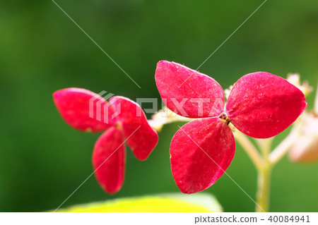 繡球花（Klenai） 40084941