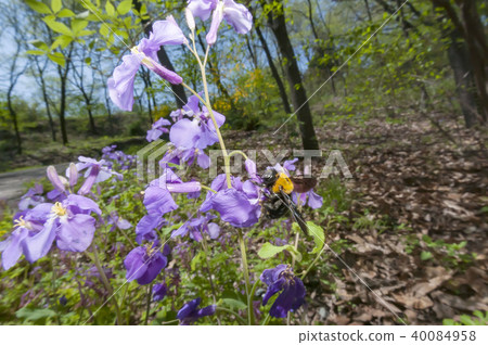 Carpenter bee 40084958
