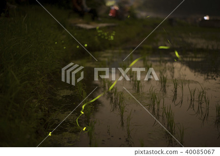 Paddy field and Genji firefly Paddy field and Genji firefly 40085067