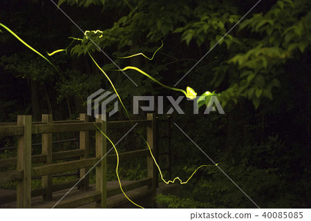 Firefly trajectory Firefly trajectory 40085085