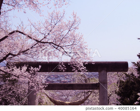 櫻花春天花背景 40085164