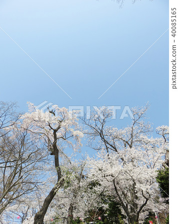 櫻花春天花背景 40085165