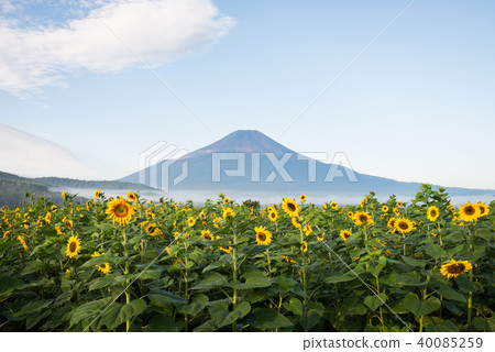夏季富士和向日葵 40085259