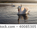 在山中湖的天鵝 在山中湖的天鵝 40085305