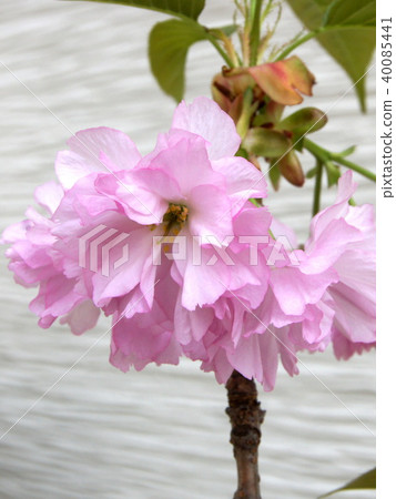 Kanzan Zakra：Sekiyama（盆栽） 40085441