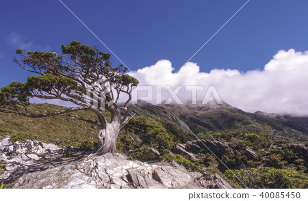 向陽山上被強風穿彎的玉山圓柏 藍天 白雲 山巒 石頭 向陽山上被強風穿彎的玉山圓柏 藍天 白雲 山巒 石頭 40085450