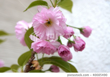 Kanzan Zakra：Sekiyama（盆栽） 40085490