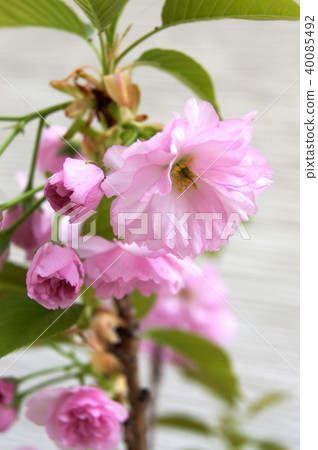 Kanzan Zakra：Sekiyama（盆栽） 40085492