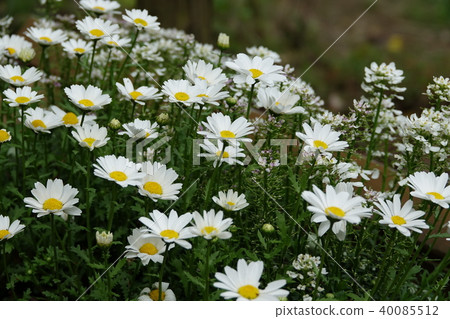 Daisies 40085512