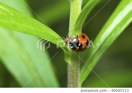 Ladybug 40085513