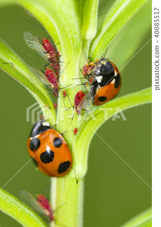 Ladybug 40085517