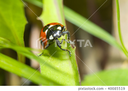 Ladybug Ladybug 40085519