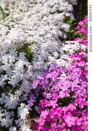 薄荷櫻桃樹 40085541