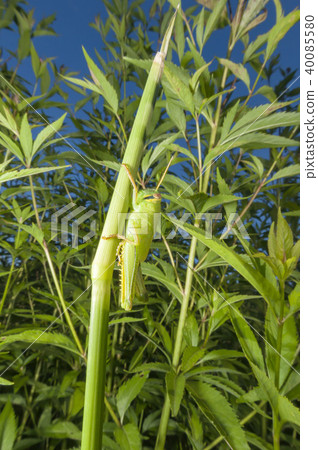 巴坦加粳稻 40085580