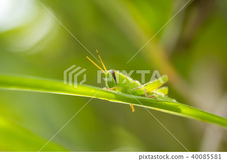 巴坦加粳稻 40085581