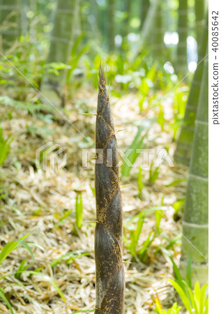bambooshoot bambooshoot 40085642