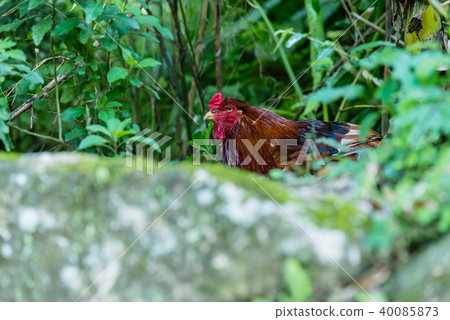 山野外的母雞chicken 野生の雌鶏hen 動物animal 野生母雞躲藏在石頭後面的母雞 照片素材 圖片 圖庫