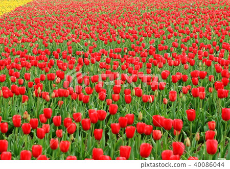 Tulip Tulip 40086044