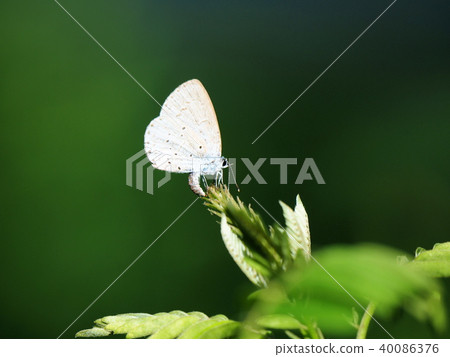 Rurishijimi laying eggs on the young leaves of Clara Rurishijimi laying eggs on the young leaves of Clara 40086376