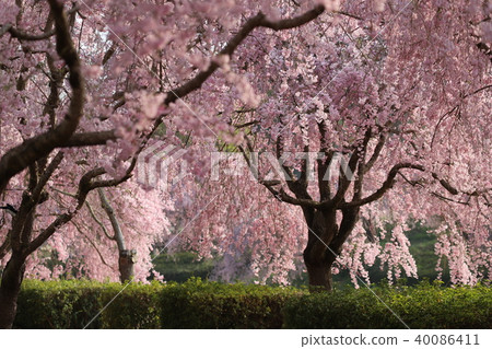 Weeping cherry tree Hokuriku style land hill 40086411