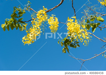 Cassia fistula Linn or Ratchaphruek in Thailand. Cassia fistula Linn or Ratchaphruek in Thailand. 40086438