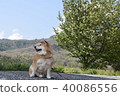 Shiba Inu and Hiyama. 40086556