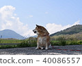 Shiba Inu and Hiyama. 40086557