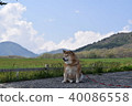 Shiba Inu and Hiyama. 40086558