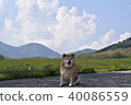 Shiba Inu and Hiyama. 40086559