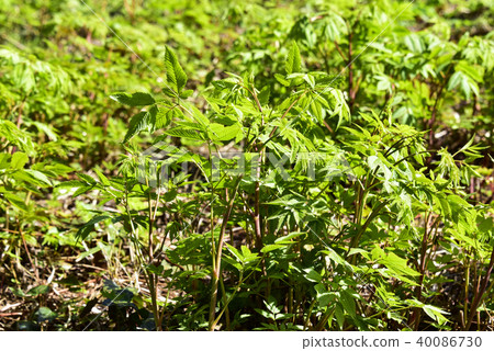 稻草騎(三種草藥),慶北省鬱陵縣 稻草騎(三種草藥),慶北省鬱陵縣 40086730