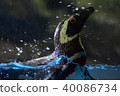 Penguin. 40086734