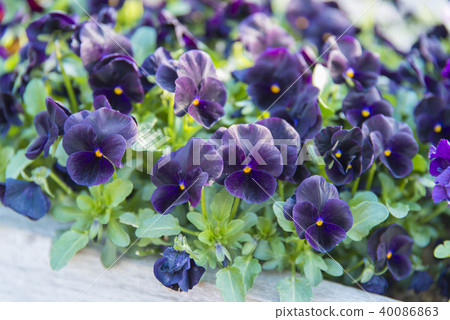 Viola Viola 40086863