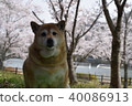 Shiba Inu and Sakura. 40086913