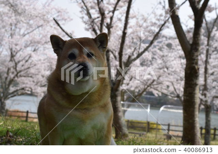 Shiba Inu and Sakura. Shiba Inu and Sakura. 40086913