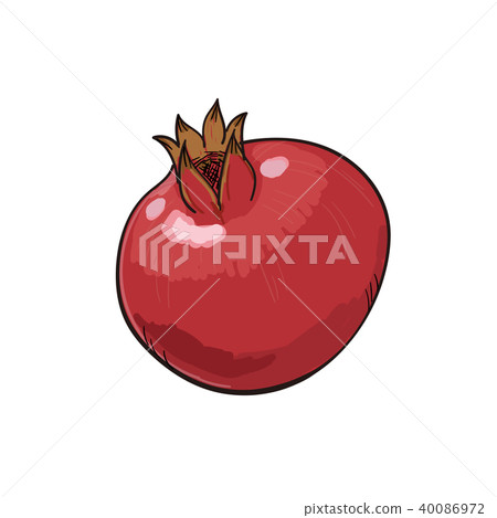 Pomegranate vector illustration 40086972