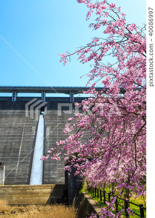 Yokotake Dam的佐倉粉紅[佐賀縣嬉野市] 40086997
