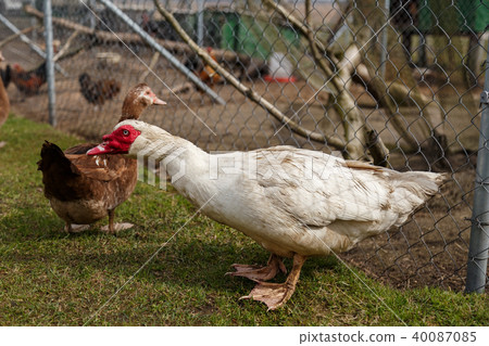 Musky duck in the cage Musky duck in the cage 40087085
