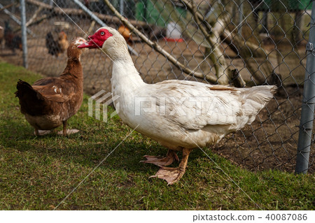 Musky duck in the cage 40087086