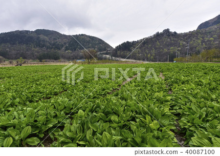 Numbu,Nari Basin,鬱陵郡,慶北 Numbu,Nari Basin,鬱陵郡,慶北 40087100