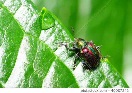 Red leaf beetle Red leaf beetle 40087241