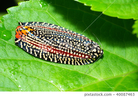 Velvet hamaki 40087463