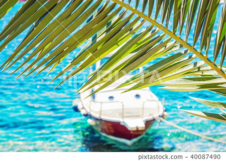 Palm tree and little boat in Maslinica, Solta Palm tree and little boat in Maslinica, Solta 40087490