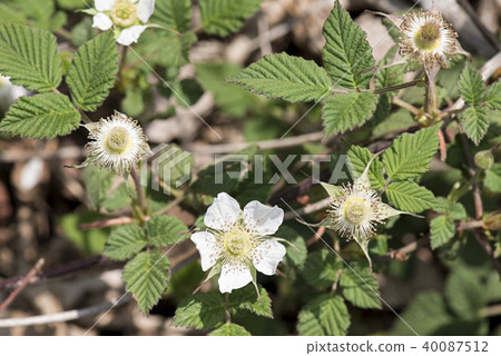 野草莓白花 40087512