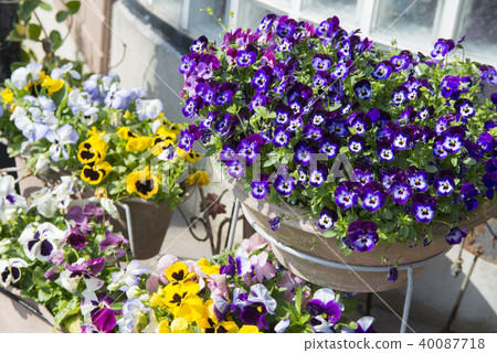 Viola potted plant Viola potted plant 40087718