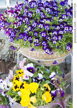 Viola potted plant Viola potted plant 40087719