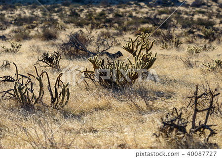Cactus in Anza Borrego Desert State Park, USA Cactus in Anza Borrego Desert State Park, USA 40087727